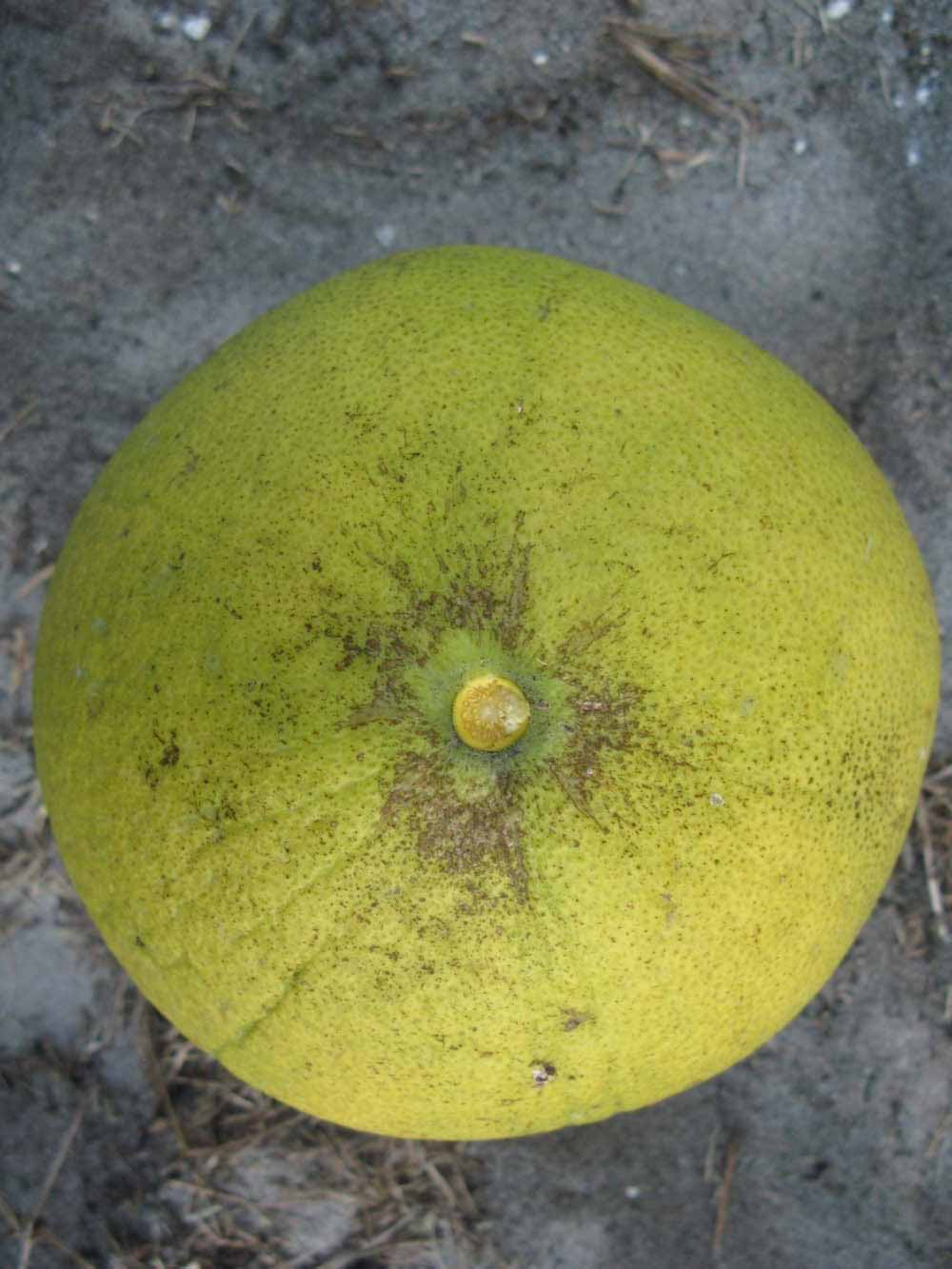              Fruit (Large Pink, Winter Haven, FL)   